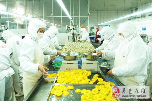 食品廠高效生產 直招車間工人與技術培訓之旅